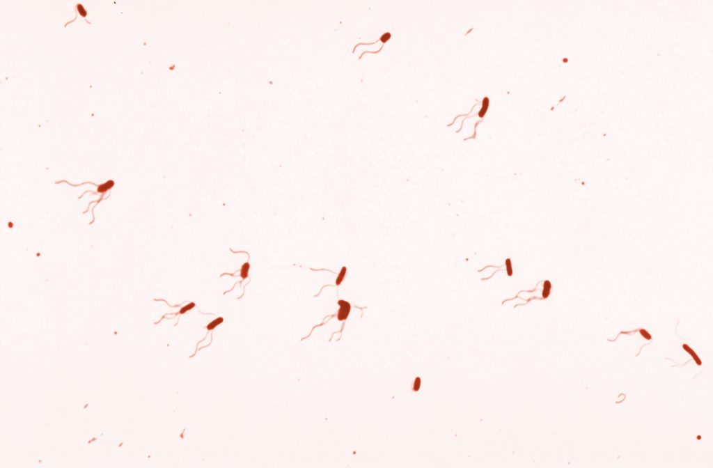 Alcaligenaceae MRGI Microbiota Research Group of Iran