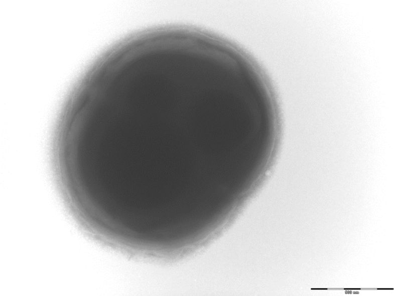 Anaerococcus MRGI Microbiota Research Group of Iran