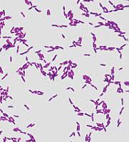Bacillus - MRGI - Microbiota Research Group of Iran