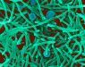 Capnocytophaga - MRGI - Microbiota Research Group of Iran